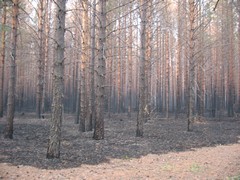 Лес на Монастырском озере.